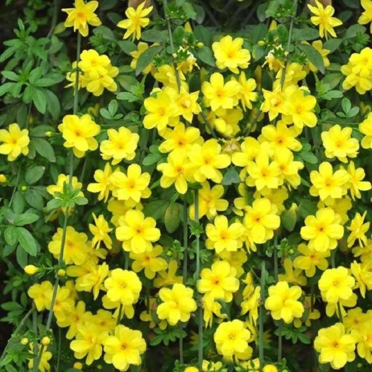 迎春花苗垂吊花卉连翘花树苗庭院阳台绿化苗盆栽地栽室外耐寒植物