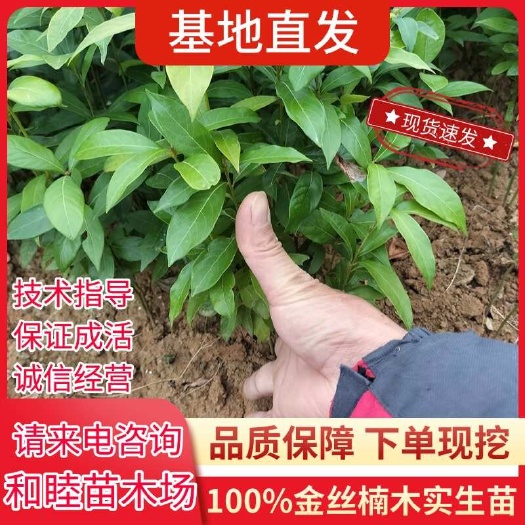 阳朔县金丝楠木树苗正宗庭院珍贵盆栽小叶桢楠赤楠金丝楠木