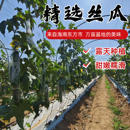 肉丝瓜不是苦的那种，小时候的味道。