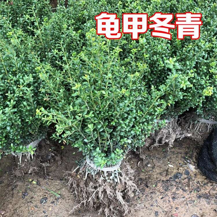 龟甲冬青树苗小叶冬青龟甲冬青球庭院别墅小区四季常青耐寒绿化苗