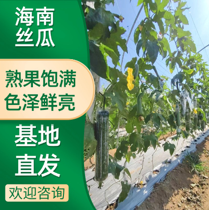 东方市海南东方市丝瓜新鲜肉丝瓜短棒肉丝瓜水瓜肉丝瓜