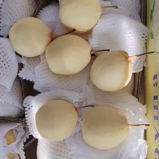 赵县河北石家庄赵县新鲜鸭梨产地直发支持多种运输方式保质保损