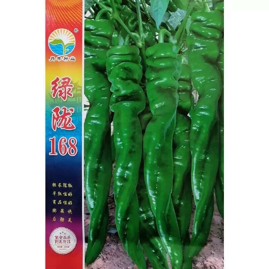 建瓯市绿陇168陇椒种子 粗长陇椒 膨果快后劲足 辣味浓香