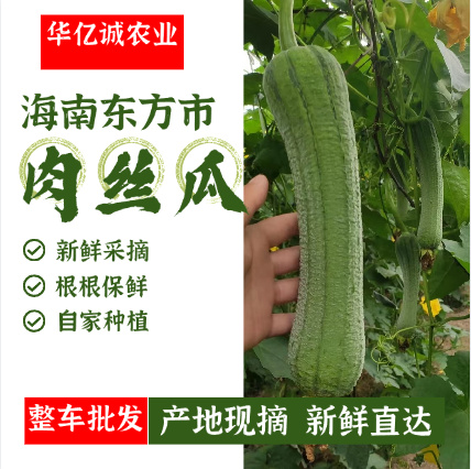 东方市农家丝瓜新鲜肉丝瓜香丝瓜本地丝瓜奶油丝瓜农家奶油丝瓜蔬菜