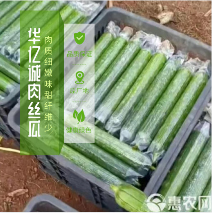 肉丝瓜香丝瓜海南农家现摘新鲜类蔬菜新鲜批发丝瓜新鲜