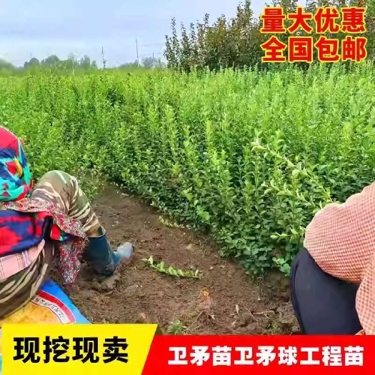 卫矛苗卫矛球冬青四季常绿耐寒绿化工程苗木别墅庭院绿篱篱笆植物
