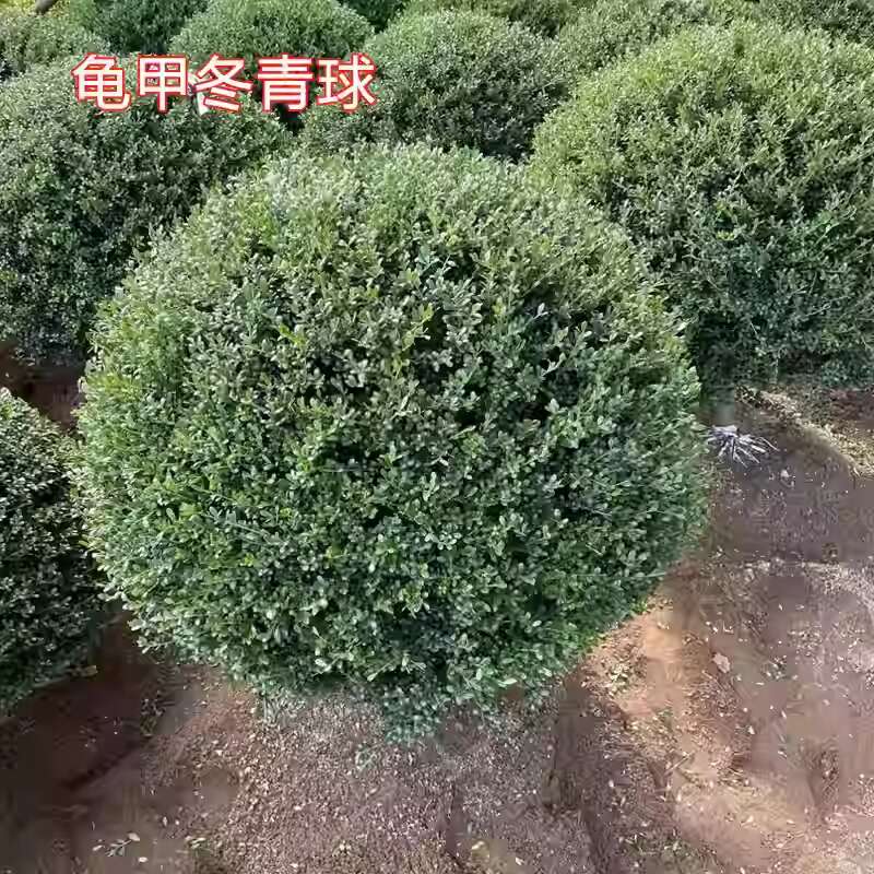 龟甲冬青树苗小叶冬青龟甲冬青球庭院别墅小区四季常青耐寒绿化苗