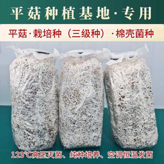 唐县平菇菌种栽培种三级种