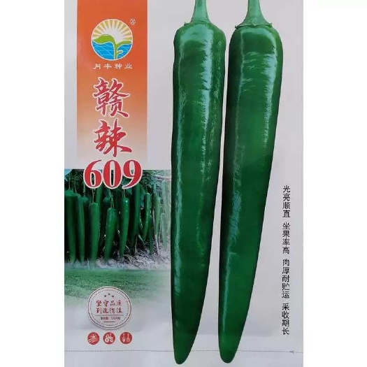 建瓯市赣辣609青皮尖椒种子 光亮顺直 肉厚耐贮运 采收期长