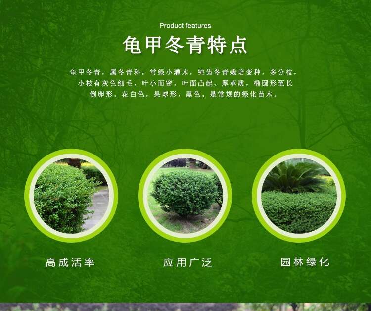 龟甲冬青树苗小叶冬青龟甲冬青球庭院别墅小区四季常青耐寒绿化苗