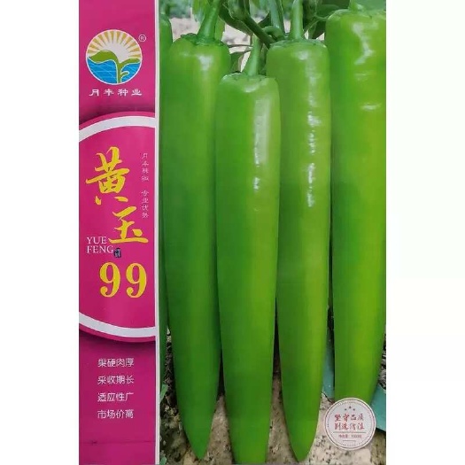 建瓯市黄玉99黄皮尖椒种子 果硬肉厚 顺直光亮 采收期长