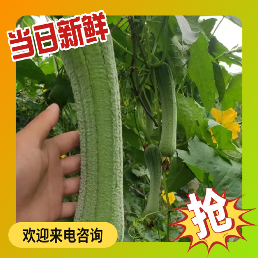 东方市南京种业肉丝瓜，一点也不苦。