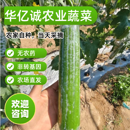 东方市肉丝瓜新鲜今年新种短棒胖香丝瓜海南农家现摘新鲜类蔬菜批发