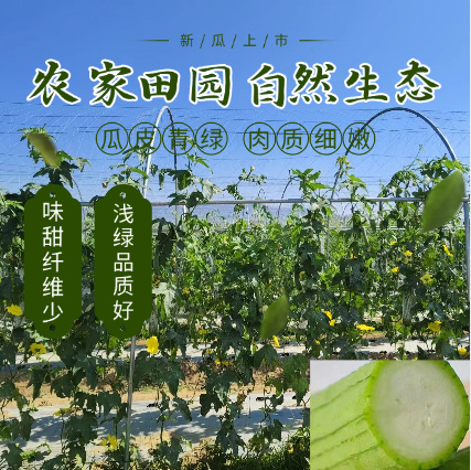 东方市海南短棒肉丝瓜农家现摘现发新鲜批发时令应季新鲜蔬菜丝瓜新鲜
