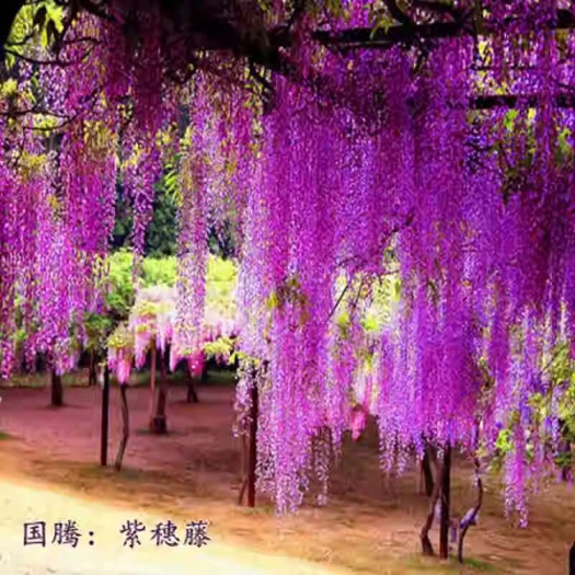 沭阳县紫藤花苗爬藤植物四季种植开花树苗庭院围栏藤本花卉盆栽紫藤萝蔓
