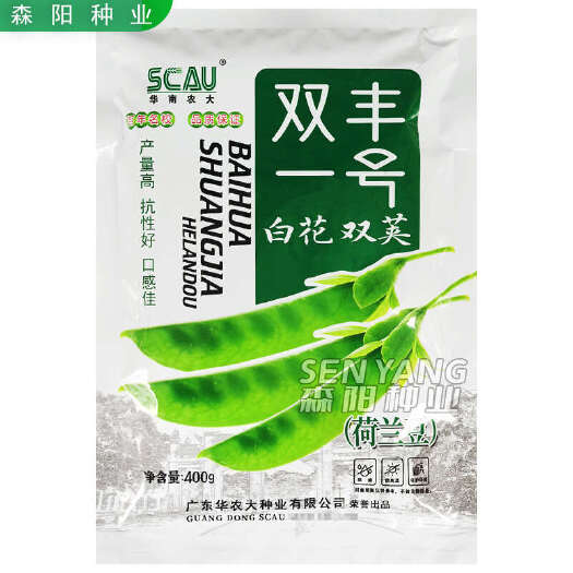 常德华南农大双丰一号白花双荚荷兰豆早熟高产春秋季菜豌豆604荷兰