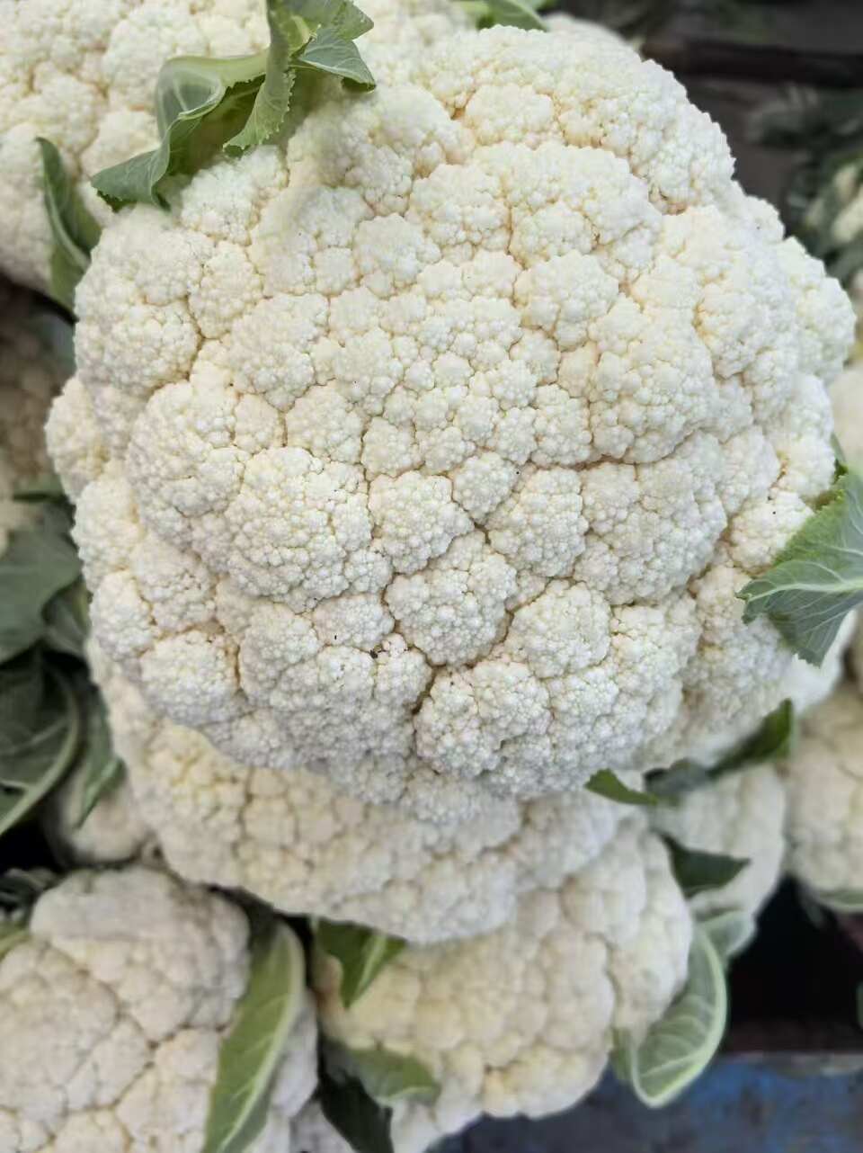 25年新品瑞安优质花菜整车发货专线路线配送