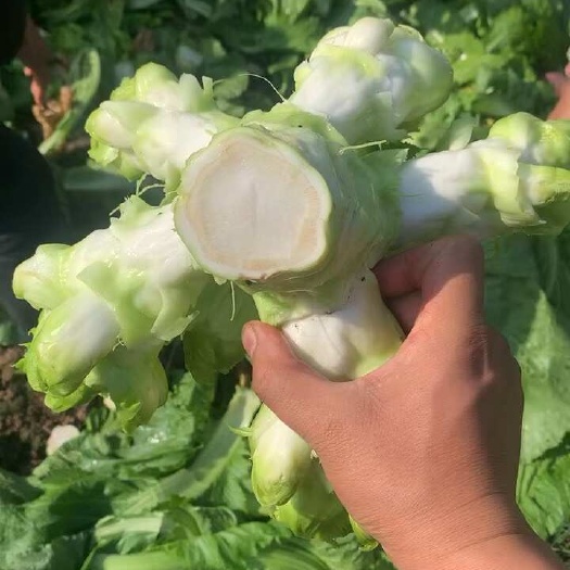 儿菜，儿菜，榨菜，榨菜，厂货，市场货