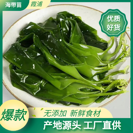 正宗霞浦海带嫩苗新鲜盐渍火锅凉拌专用非即食海菜小包装整箱批发