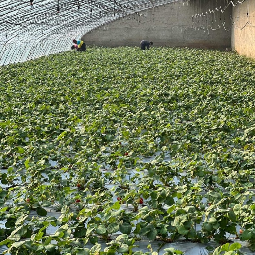 莱西市新鲜草莓来自山东青岛莱西市产地直发甜度佳口感好