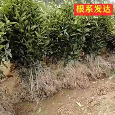 沭阳县脆皮金桔带果发货盆栽树苗四季果树可食用橘子苗脆皮金橘室内常绿