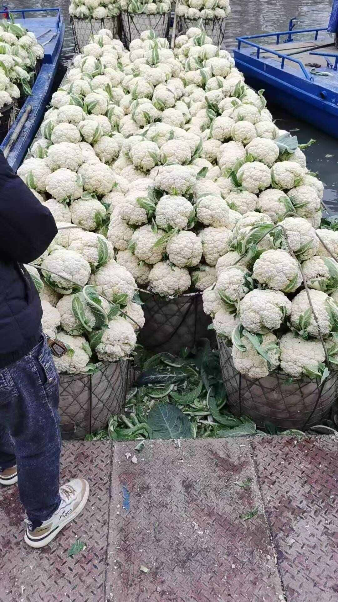 25年新品瑞安优质花菜整车发货专线路线配送