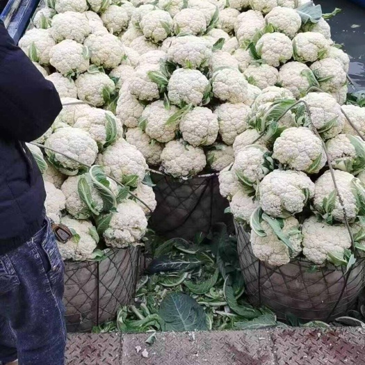 瑞安市25年新品瑞安优质花菜整车发货专线路线配送