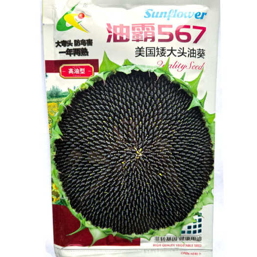 油霸567美国矮大头油葵种子 大弯头防鸟害 一年两熟