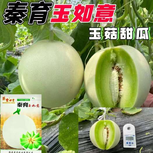 秦育玉如意玉菇甜瓜玉如意甜瓜糖度高口感酥脆
