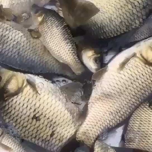 西畴县出售各种鱼苗及各种成品鱼