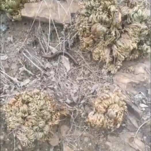 烟台卷柏。九死还魂草。纯非种植
