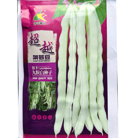建瓯市九粒白芸豆种子 嫩荚肉厚鲜嫩 白而不老