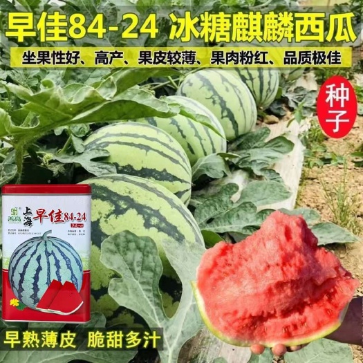沭阳县上海早佳8424冰糖麒麟西瓜种子坐果性好高产果皮薄粉红