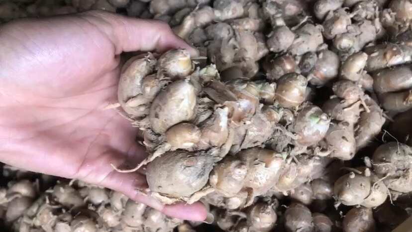 高州市沙姜精品