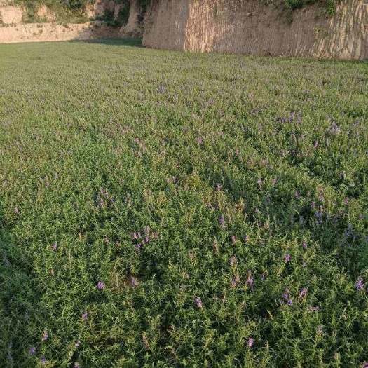 绛县中药材