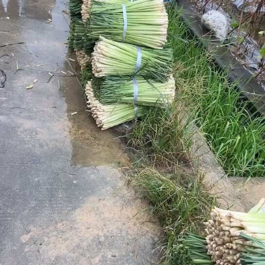 广宁县广东肇庆广宁新鲜香茅草蔬菜野菜香料植物批发零售