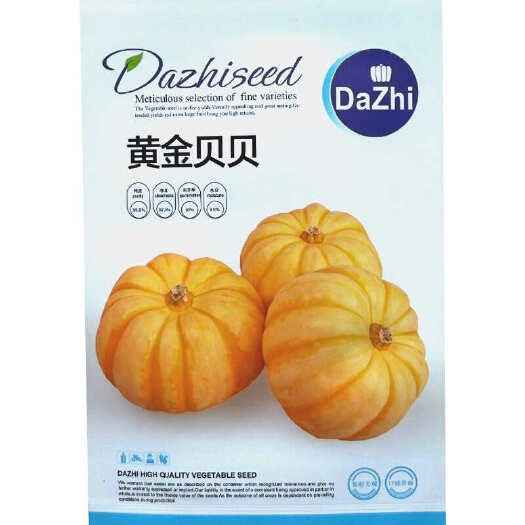黄金贝贝南瓜种子 桔瓜种子 皮皮色淡黄橙色 粉质甘甜
