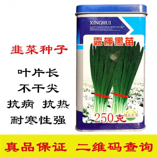 菏泽露棚黑苗韭菜种子 抗病抗热 不干尖 耐寒性强 香辣味浓