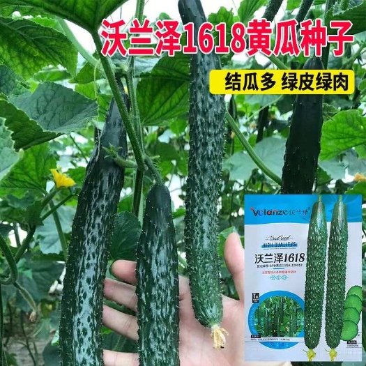 沃兰泽1618黄瓜种子 瓜条油亮 短把密刺 绿肉抗高温