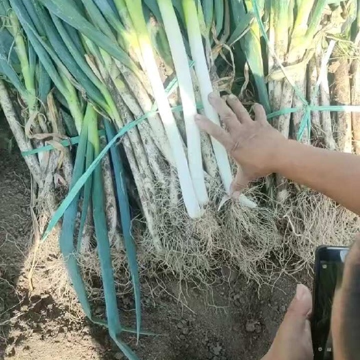 青州市山东青州铁杆大葱大量上市，货源充足，品质上乘