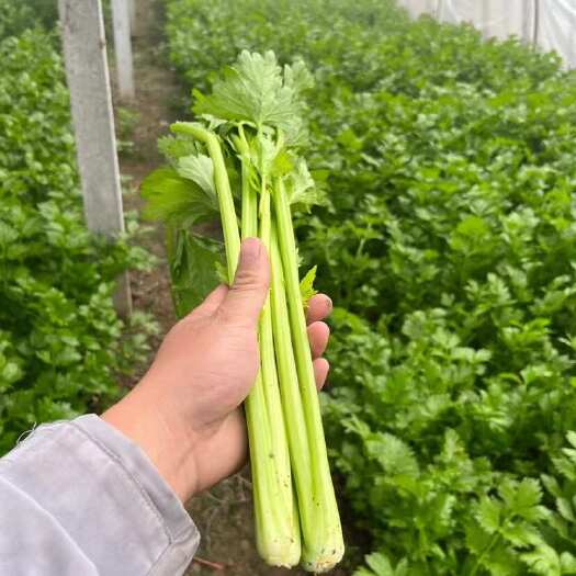 夏邑县新鲜芹菜直供 河南商丘夏邑基地现采发货 绿色健康农场优选蔬菜