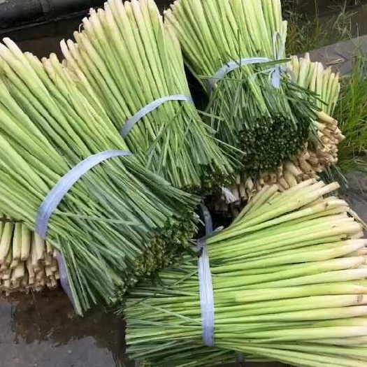 广州新鲜香茅、蕉叶、柠檬叶