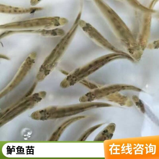 利津县山东鲈鱼苗批发 支持空运  整车送货上门 可开发票