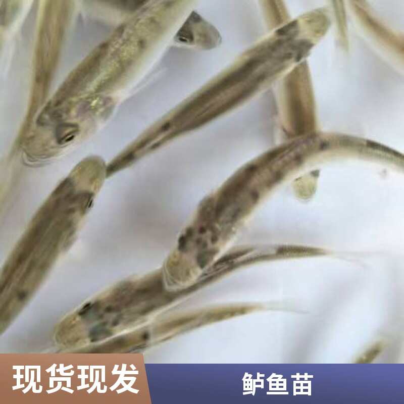 大量供应七星鲈鱼苗 成活率高 抗病能力强 生长速度快