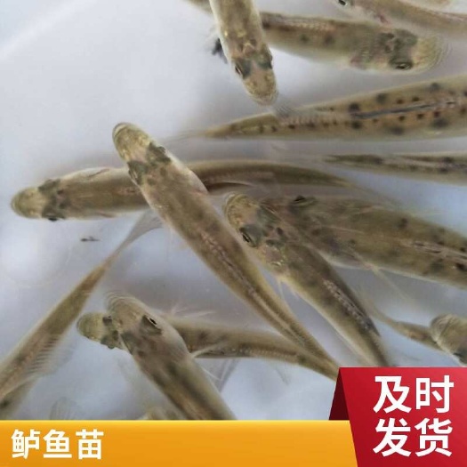 大量供应海鲈苗 淡水鲈鱼苗 成活率高 抗病能力强生长速度快