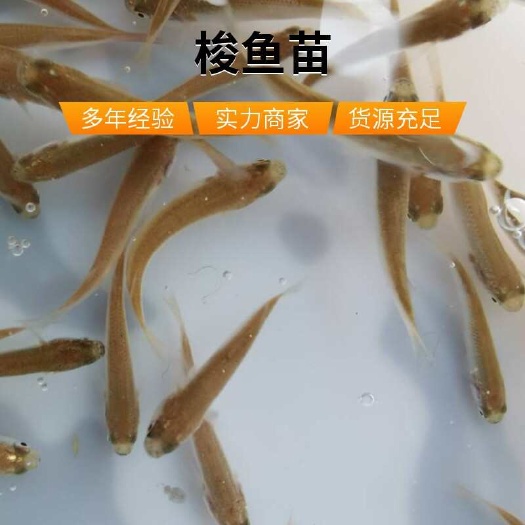 利津县增殖放流用梭鱼苗大量供应 成活率高  空运全国