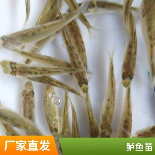 利津县淡水鲈鱼苗大量供应  成活率高  生长速度快  空运全国