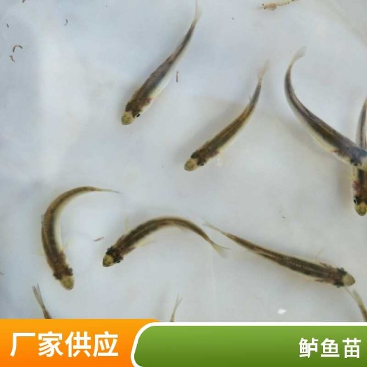 增殖放流用鲈鱼苗 批量供应 成活率高 抗病能力强 生长速度快