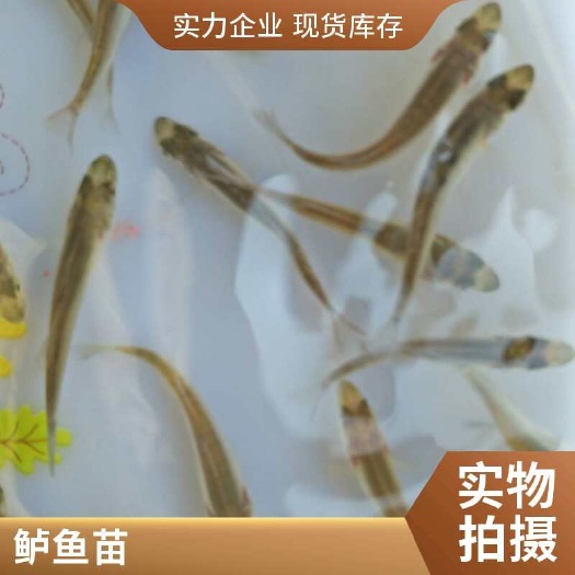 利津县白蕉海鲈苗批量供应 成活率高  生长速度快 空运全国