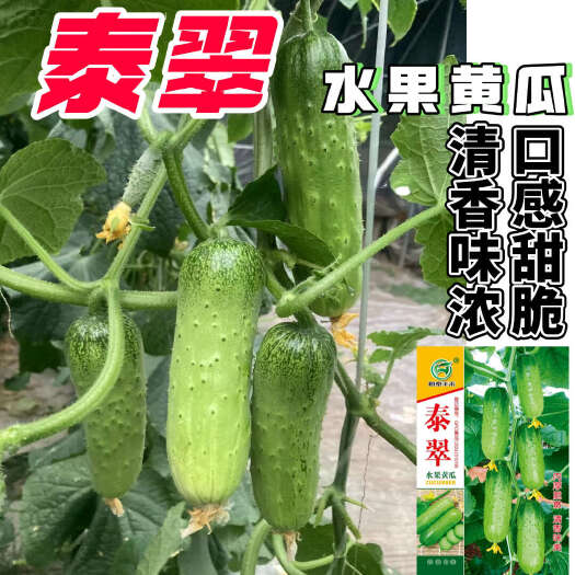 南京泰翠水果黄瓜种子清香味浓口感脆甜